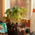 Healthy seedlings vs. common seedling mistakes comparison.